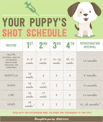 It should also be big enough for them to turn around, sit or lie down, while a car with a smooth ride will ensure even nervous dogs. Keep Your Puppy Healthy With This Vaccination Schedule Infographic Sheknows