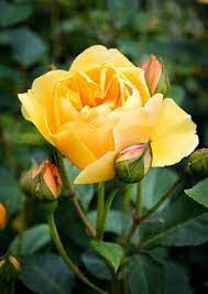 خلفيات ايفون ورد اصفر iphone wallpapers download iphone wallpaper wallpaper downloads wallpaper