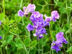 Sunpatiens purple impatien outdoor annual plant with purple flowers in 6.33 in. Top Purple Annual Flowers For Your Garden Hgtv