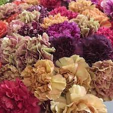 Love The New Carnation Varieties And They Are Making A Comeback Flowersfromallovertheworld Iftf2016 Carnations Passiona Carnations Holland Flowers Flowers