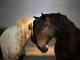 Wild Stallions Wyoming Beautiful Horses Photography Horses Horse Love