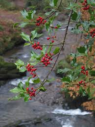 In the northeast florida landscape. Holly How To Grow Trees