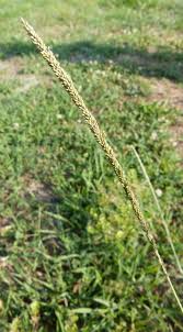 Image result for Sporobolus mauritianus