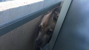 Zach hyman is not the droid ken holland is looking for? Animals Left On Condo Balconies Grey Area For Toronto Police Citynews Toronto