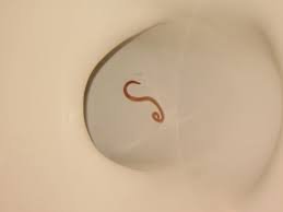 Stuff By Cher Worms Are Yucky