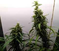 Open full screen to view more. Santa Marta Haze Von Seedstockers Cannabis Sorten Infos