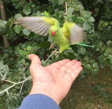 Male parakeets are more vocal and more likely to talk and sing. London S Parakeets Everything You Need To Know Londonist