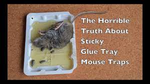 There are a few reasons this can happen even if you've got the best mouse trap on the market. The Horrible Truth About Sticky Glue Tray Mouse Traps In Action Removing A Mouse Covered In Glue Youtube