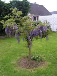 Ma Glycine Arbre Hehehehehe Page 2 Decoration Jardin Terrasse Astuce Jardin