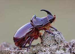 Rhinoceros beetles are among the largest of beetles in the world. European Rhinoceros Beetle Photos European Rhinoceros Beetle Images Nature Wildlife Pictures Naturephoto