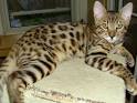 Bengal Cat | Cat Breed Selector