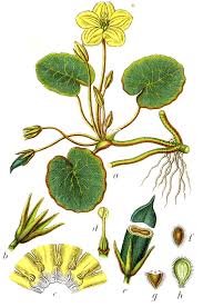 Image result for Menyanthaceae