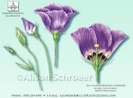 Anemone Buds Flower Parts Schroeer Scientific Illustration Parts Of A Flower Scientific Illustration Anemone Flower