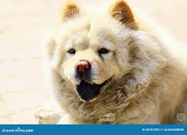Chow chow stock photo. Image of sick, canine, pedigreed ...