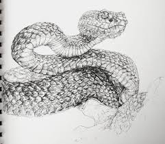 Final stage of snake drawing. Artstation Snake Drawing Alicia Brown
