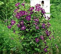 Image result for Clematis