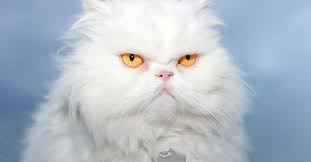 Browse 30,794 white fluffy stock photos and images available, or search for white fluffy clouds or white fluffy cat to find more great stock photos and pictures. Meet The White Cat Breeds Petfinder