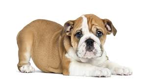 The eyes of these dogs are set low and wide apart, and their canine teeth are large. Pin By Zoran Franicevic On Bulldogs Puppy Bulldog Puppies Victorian Bulldog Dog Breeder