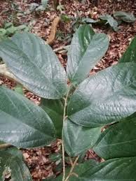 Image result for Afrostyrax