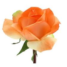 Real touch flowers hobby lobby. Coral True Touch Caroline Rose Stem Hobby Lobby 663666 Rose Stem Peach Wedding Flowers Real Touch Flowers