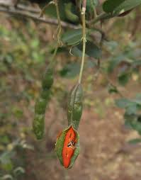 Image result for Cadaba