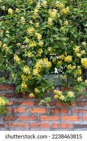 Image result for Tristellateia