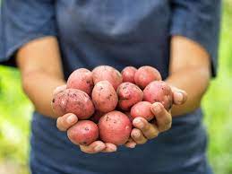 We did not find results for: How To Grow Red Potatoes Hgtv