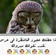 فواز الحمادي on twitter funny qoutes fun quotes funny arabic funny