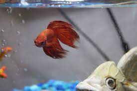 See full list on vetmed.illinois.edu How Long Can A Betta Fish Go Without Food Eating