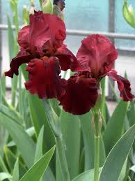 Samurai Warrior Iris Stauden Des Jahres 2016 Schwertlilien Katalog Iris4u Greenhouse Schwertlilie Garten Pur Pflanzen