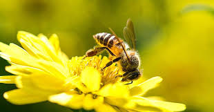 Gaming experience of bee network is well designed to build an ecosystem between players for exchange of goods and services in real life without involving any agent. Fipronil Responsible For Historic Honeybee Die Off Research Chemistry World
