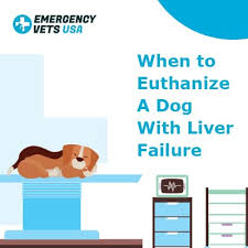 If left untreated, vomiting can cause dehydration. When To Euthanize A Dog With Liver Failure Making That Hard Choice
