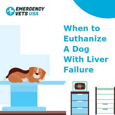 Try to relax and then read this article about cancer diagnosis in pets. When To Euthanize A Dog With Liver Failure Making That Hard Choice