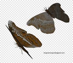 Que me aconsejais para eliminar las polillas de casa? Mariposas Patas De Cepillo Mariposa Casa Marron Polilla Arte Hofmannophila Mariposa Mariposa Patas De Pincel Insectos Png Pngegg