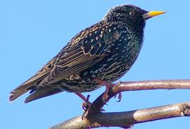 Australian pest bird management pty ltd detalioji būsena yra active. Bird Removal Bird Control Melbourne Dawson S Australia