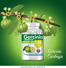 Image result for Garcinia punctata