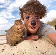 So while the coronavirus itself isn't necessarily funny, people are funny; People Are Face Swapping With Their Pets And It S Both Weird And Hilarious