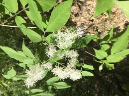 マルバアオダモ 植物図鑑 エバーグリーン