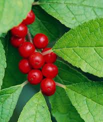 But you'll receive a double reward if your dogwood tree is one of the species that produces red berries after the flowers fade. The Best Berry Plants For Birds Better Homes Gardens