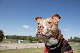 Health guarantees are good to. The Swift Rise Of The Pandemic Puppy In Philadelphia