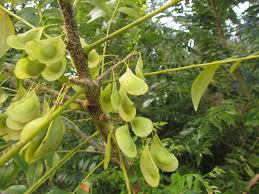 Image result for Ateleia