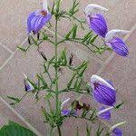 Image result for Brillantaisia cicatricosa