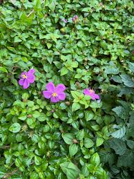 Image result for Heterotis rotundifolia