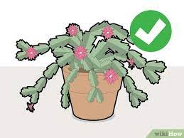 Christmas cacti tend to flower in a cold and relatively dark environment. How To Prune A Christmas Cactus 12 Steps With Pictures