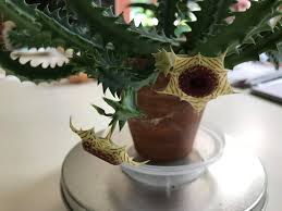 Image result for Monadenium laeve