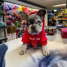 This Local Pet Shop Can Set You Up With All Your Pet Essentials - Step Out  Buffalo