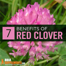 The clover health website is not supported by this browser. Red Clover Extract Benefits Side Effects Dosage