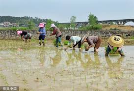 湖南邵阳：村民栽插早稻秧苗