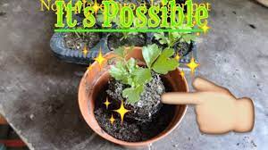 Growing Celery From Seed Growing Celery Growing Vegetables Seeds