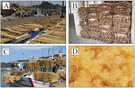 Mtn 143 14 15 Flying Fish Egg Harvest Off Keelung Taiwan Uncovers Occurrence Of Pelagic Phase Green Turtles